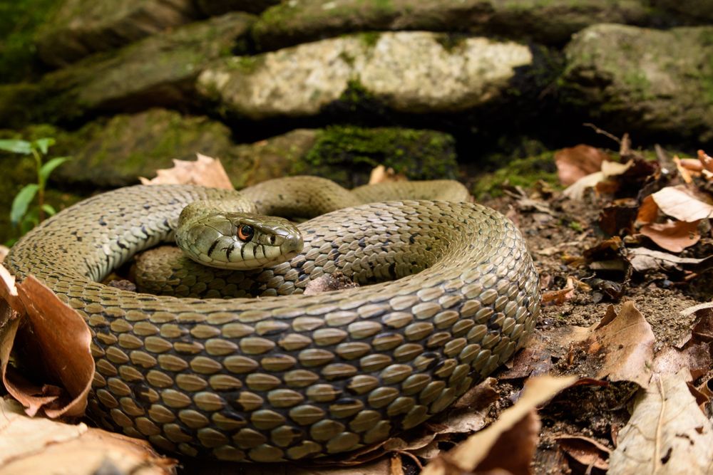 Python snake curled on ground