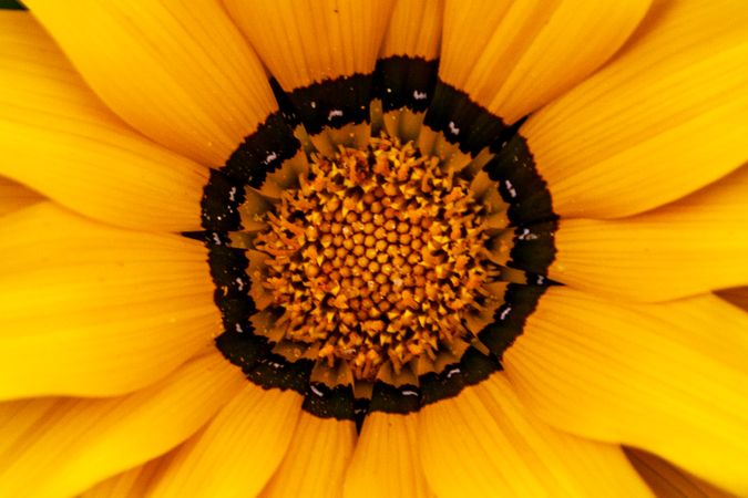 Open yellow flower