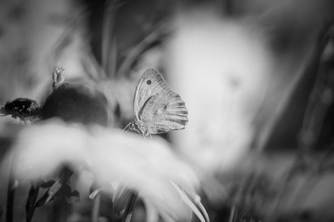 Butterly pitched on plants in field