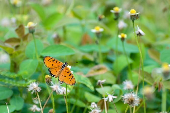 A beautiful orange Striped Tiger Butterfly perched on a bunch of flowers at a park in Mumbai, India