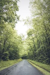 Empty road in dense green forest