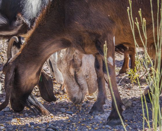 Domestic animals feeding on pasture