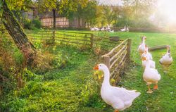 Gaggle of geese exiting a yard