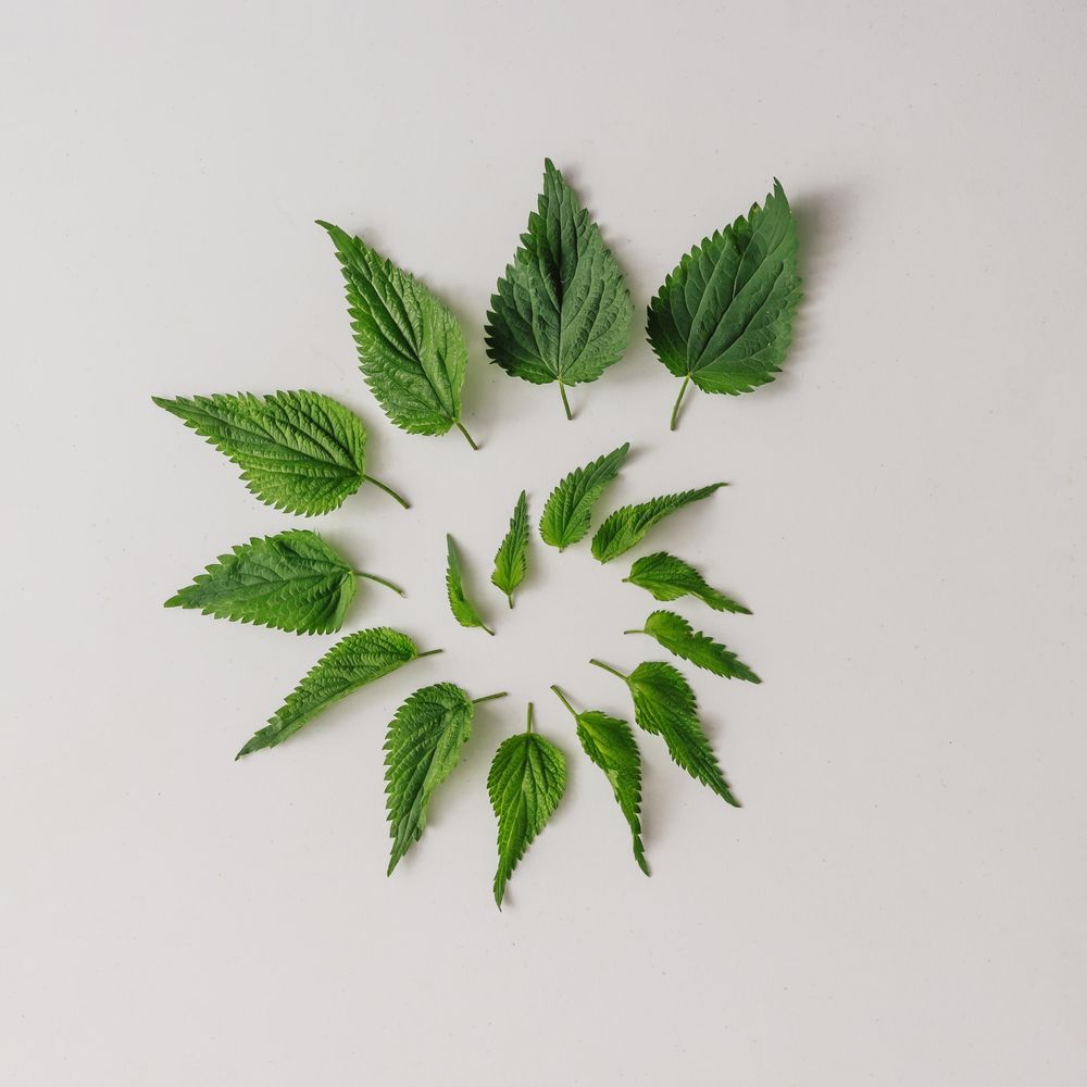 Nettle leaves in shape of swirl on light background