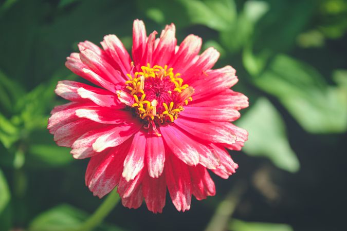 Red flower with green leaves. Dahlia flower in summer day.