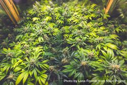 Rows of mature cannabis plants in an indoor growing operation 0KBXMb