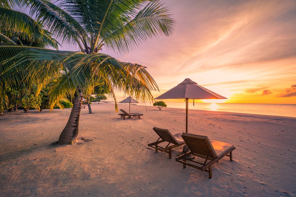 Palm trees and beach chairs overlooking the ocean