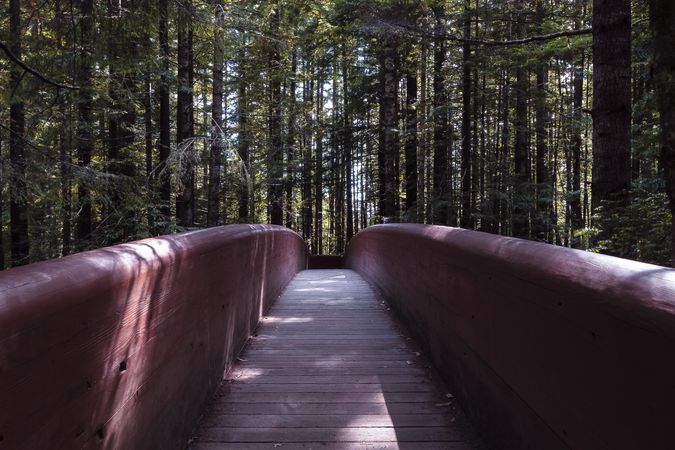 Wooden walking path in forest