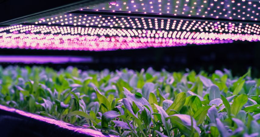 Vertical Farming Rack with Green Plants Growing in Hydroponics System. LED Lamps Producing Ultraviolet Artificial Sunlight. Modern Agriculture Technology with Sustainable Use of Green Energy.