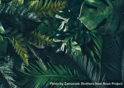 Creative nature background with green tropical palm leaves 0LaxA5