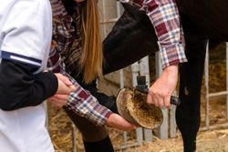 Instructor demonstrates how to clean horse's hoof to girl.
