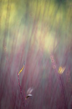 Blurred trees in forest