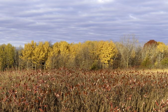 Autumn colors at Fontenac State Park in Frontenac, Minnesota