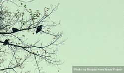 Silhouette of crow birds on bare tree 49eEy4