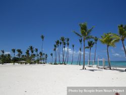Green coconut palm trees on sand beach 5lrdeb