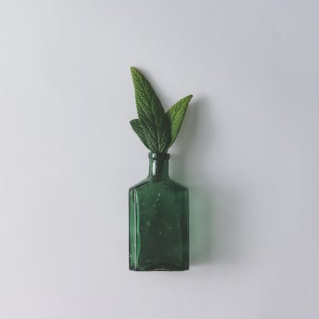 Green leaves in green bottle on light  background