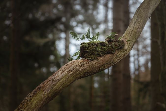 Tree branch with piece of green moss
