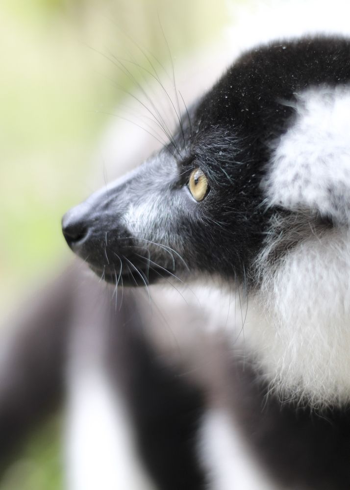 Funny lemur looking away