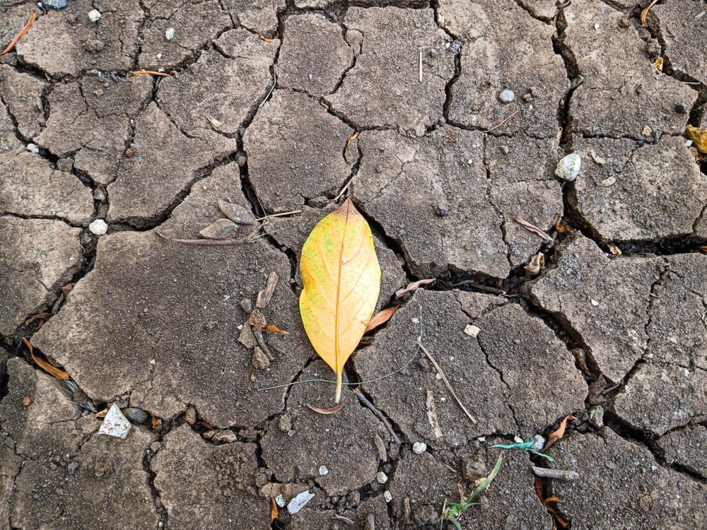 leaf on the cracked land