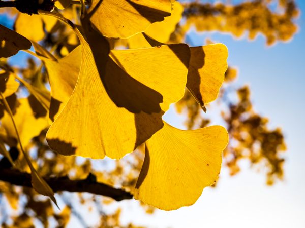Autumn colors in the city of Strasbourg. Yellow, red, orange