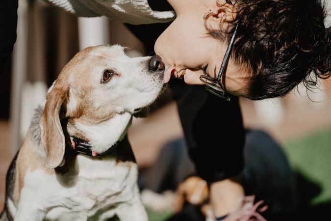 Funny beagle licking face of owner