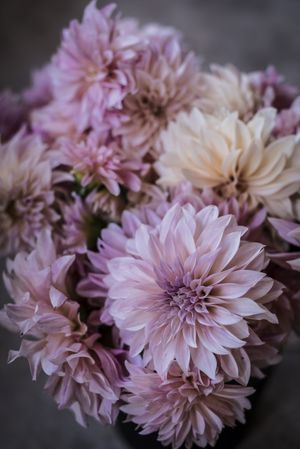 Bouquet of fresh pink flowers