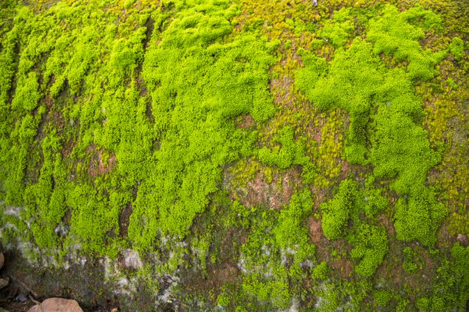 Fungi Green Moss old concrete wall abstract Texture background wallpaper. Rusty, Grungy, Gritty Vintage Background