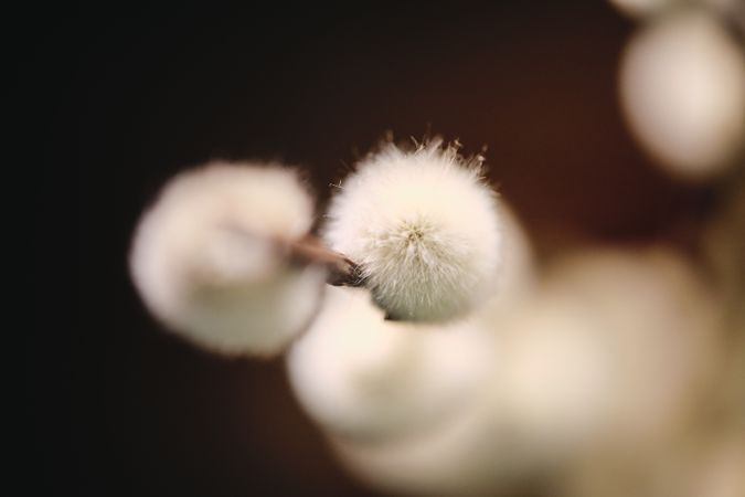 Closeup of bright willow in brown background