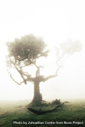A single madeira tree surrounded by bright fog 56R9d5