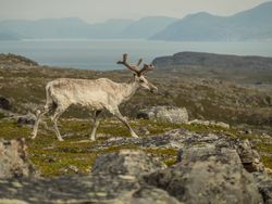 Young male reindeer walking in rocky terrain