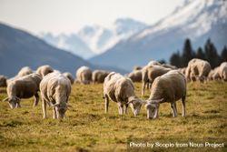 Herd of sheep on green grass field near mountains 5wkmL5