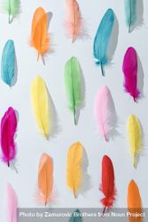 Colorful pattern made of feathers 48doq4