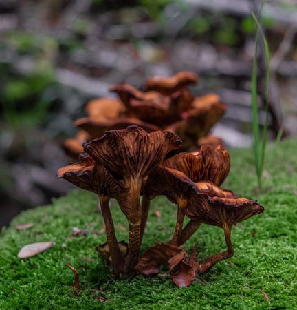 Group of brown mushrooms growing on moss floor of forest, square orientation