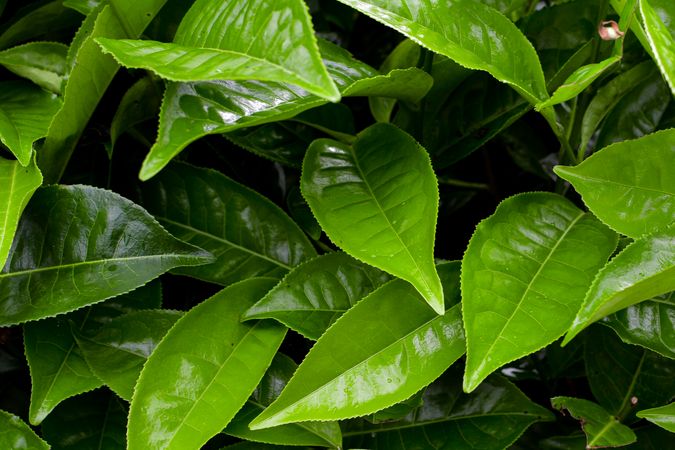 simple background of green leaves
