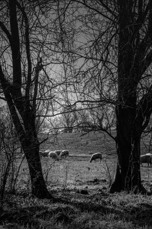 Monochrome shot of sheep in a field with trees in foreground