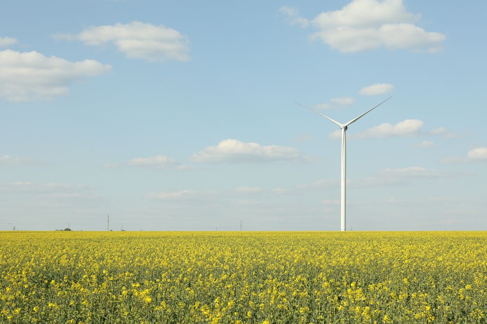 Beautiful rapeseed field with windmills against blue sky