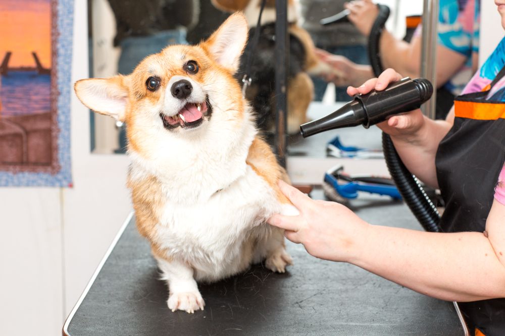 Corgi puppy after shower