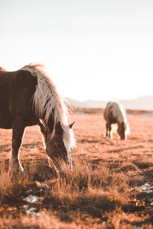 Wild horses pasturing on field