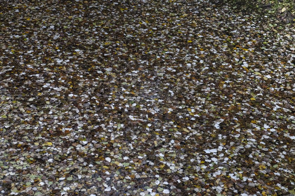 Water with scattered fall leaves