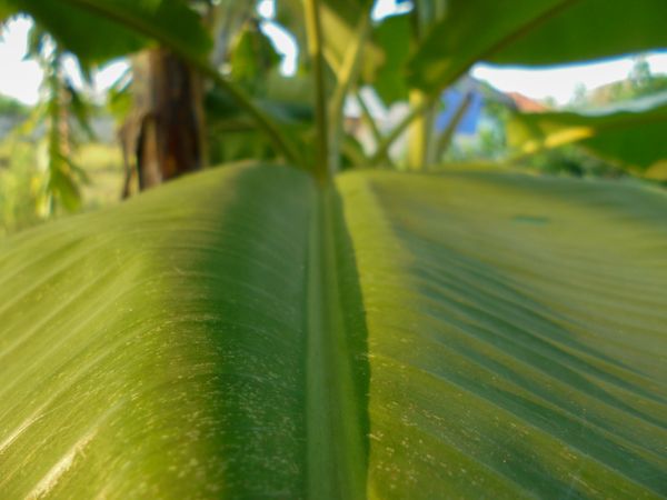 banana leafs