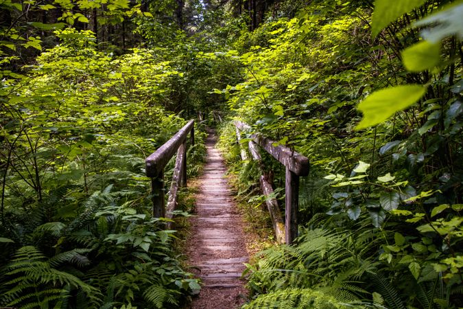 Wooden footpath centered in lush forest