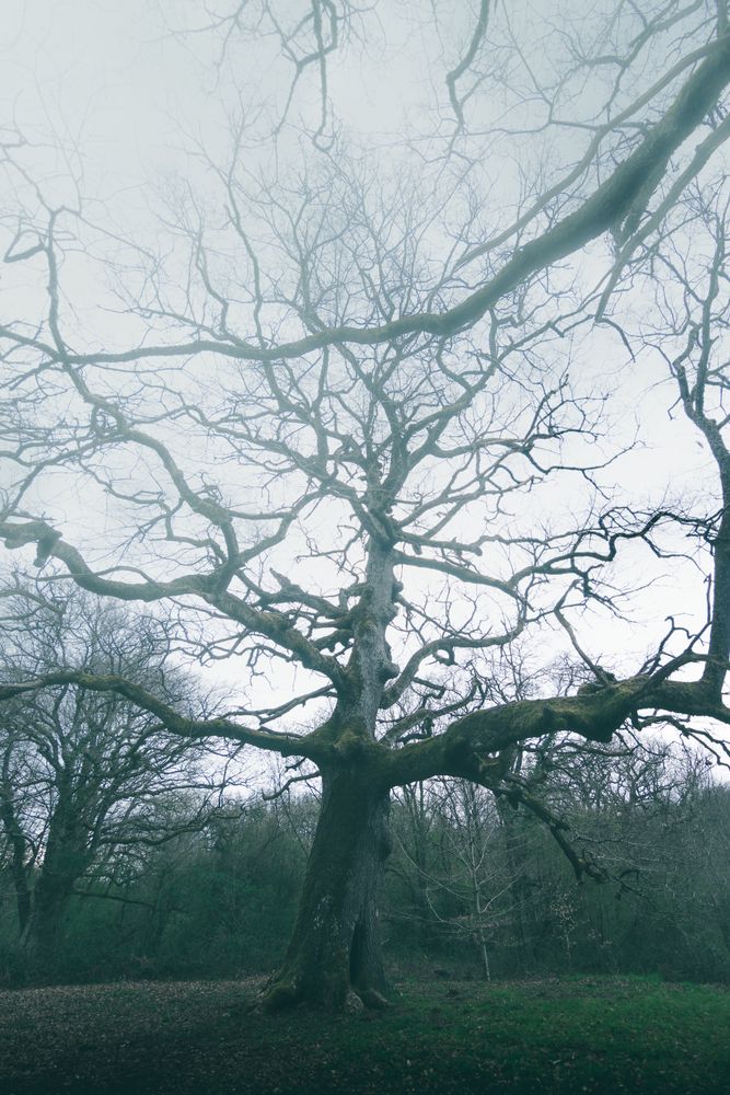 Big old tree covered by moss