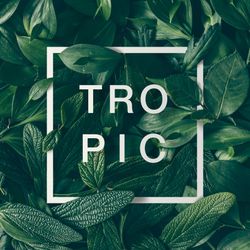 Green leaves layout with light  frame with the word “TROPIC”