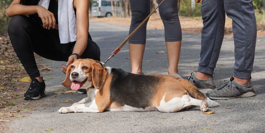 Beagle dog lying on pavement