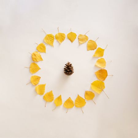 Seasonal flat lay of yellow leaves in a circle with pinecone in the center on plain background