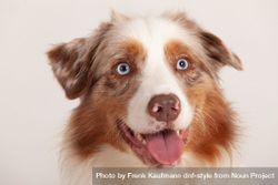 Portrait of a light brown Australian shepherd with blue eyes 4d8eMd