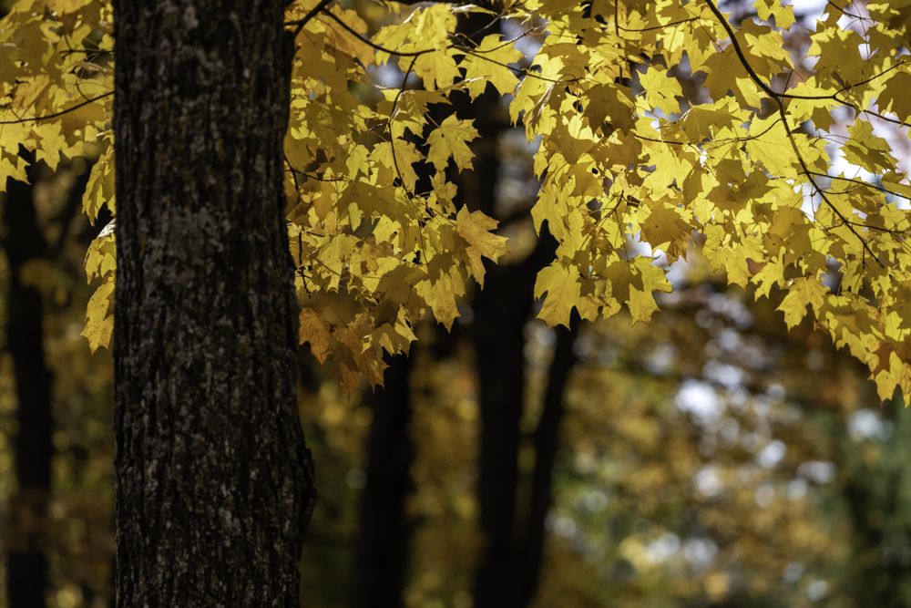 Maple tree at Father Hennepin State Park, Minnesota