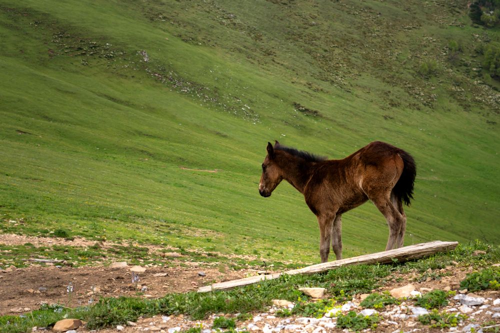 Brown foal on hillside with hilly landscape