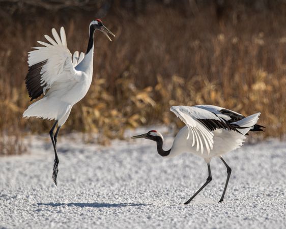 Two red-crowned crane birds on ground