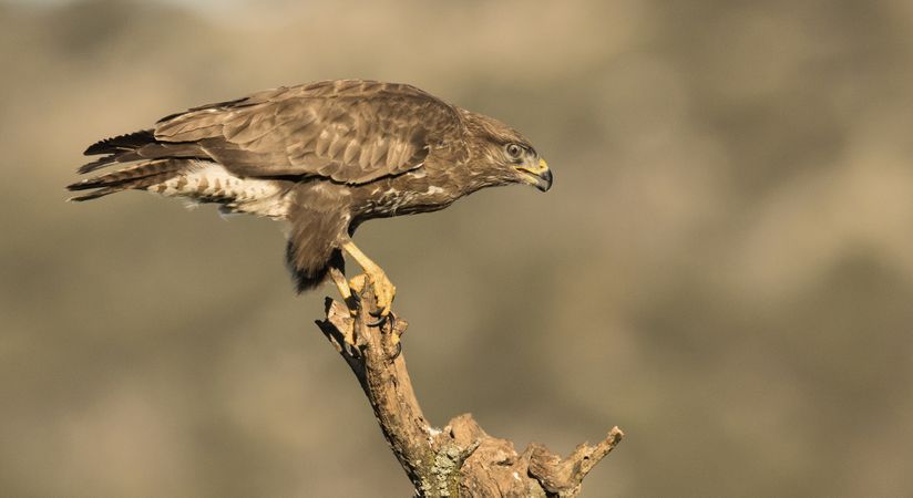 Furious wild eagle